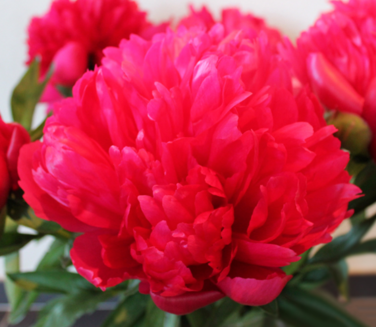 Peonies Belgravia red 55 A1 Groot & groot Netherlands comprar al por mayor en M-Flowers