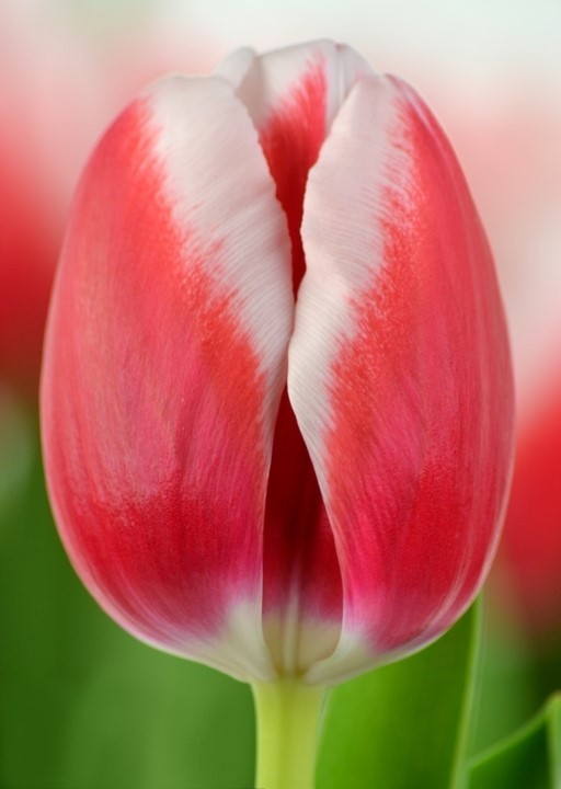 Tulip EN OUTFIT 34 A1 Decorum NL buy wholesale on M-Flowers