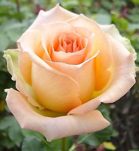 Rose Versilia peach 60 A1 Rose Versilia 60 A1 Dyans Flowers EC buy wholesale on M-Flowers