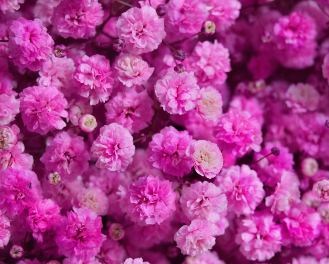 Gypsophila Gypso Painted Pink 80 A1 Avrora Flowers LTD IL buy wholesale on M-Flowers