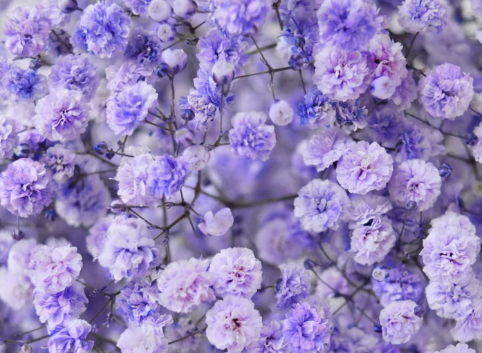 Gypsophila Gypso Painted Violet 80 A1 Avrora Flowers LTD IL buy wholesale on M-Flowers