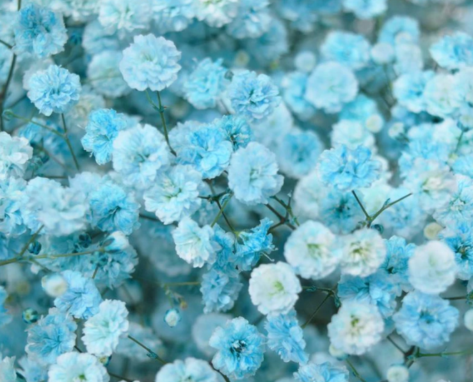 Gypsophila Gypso Painted Blue 80 A1 Avrora Flowers LTD IL buy wholesale on M-Flowers