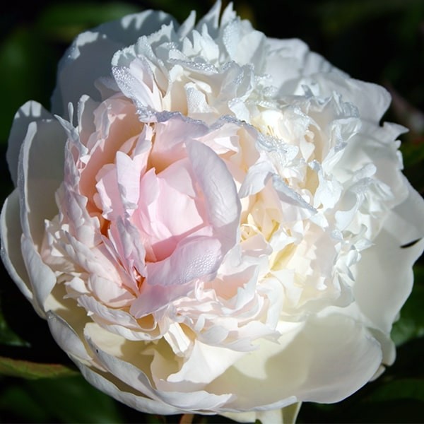 Peonies Florence Nicholls 50 A1 My Peony NL buy wholesale on M-Flowers