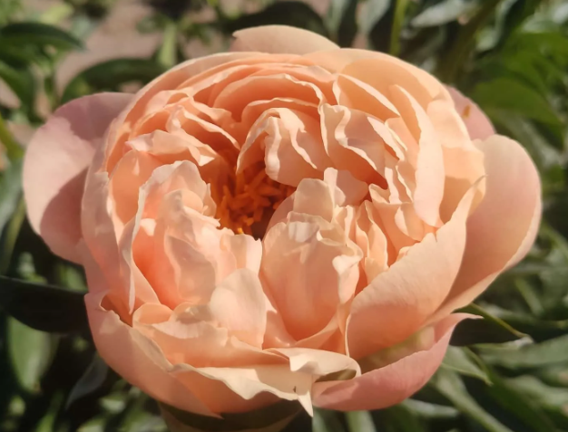 Peonies Kingsday peach 55 A1 Peonies Kingsday 55 A1 My Peony NL buy wholesale on M-Flowers