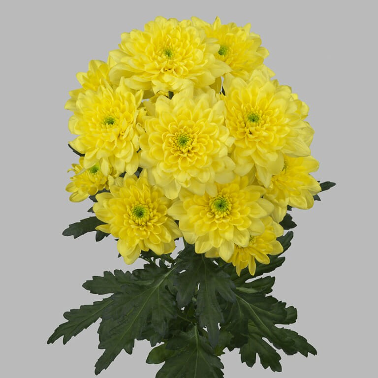 Chr t Altaj Yellow yellow 70 A1 Zentoo Netherlands buy wholesale on M-Flowers