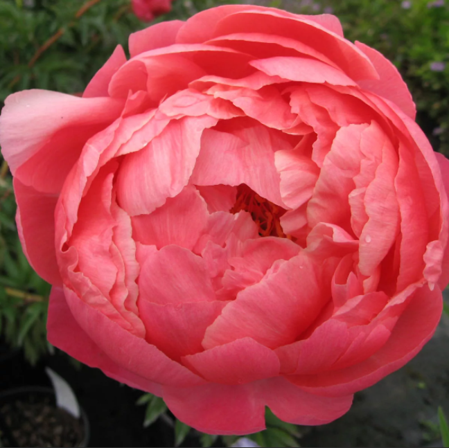Peonies Coral Charm XL cerise-salmon 60 A1 Peonies Coral Charm XL 60 A1 Groot & groot NL buy wholesale on M-Flowers