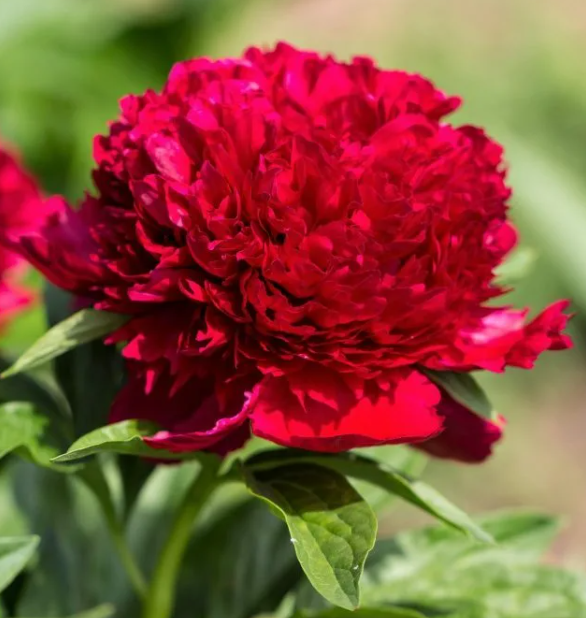 Peonies Red Sarah Bernhard XL 55 A1 Groot & groot NL buy wholesale on M-Flowers