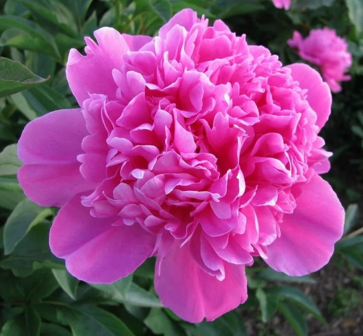 Peonies Alexander Fleming dark-pink 55 A1 Groot & groot Netherlands buy wholesale on M-Flowers