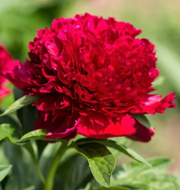 Peonies Red Sarah Bernhardt 55 A1 My Peony NL buy wholesale on M-Flowers