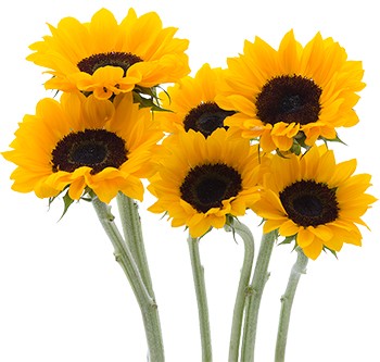 Sunflower Vincent Choice Medium 70 A1 Fresh Exports EC buy wholesale on M-Flowers