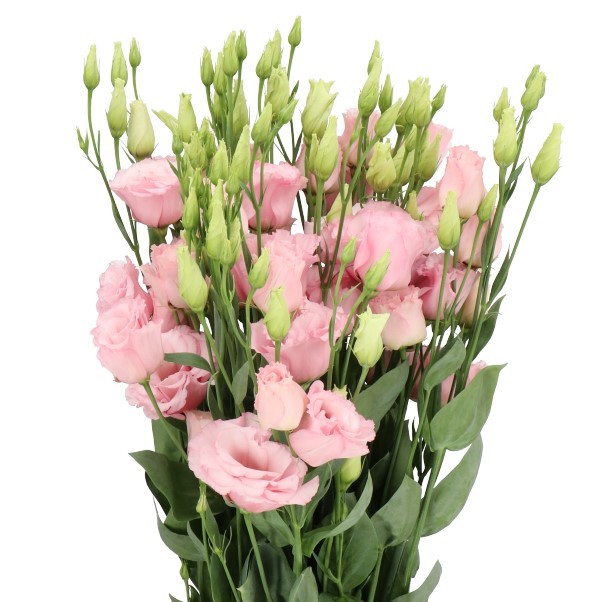 Eustoma Lisanne Light Pink 72 A1 Lugt NL comprar al por mayor en M-Flowers