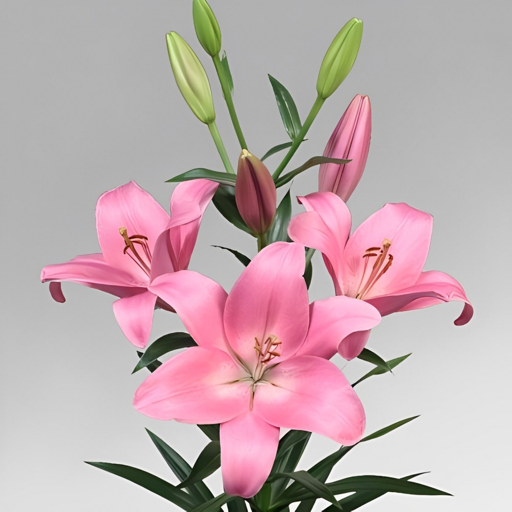 li la SCOTLAND 4+ 90 A1 Qualily NL buy wholesale on M-Flowers