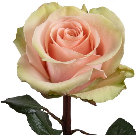 Rose Absolut in pink light-pink 50 A1 Rose Absolut in pink 50 A1 Ecuagarden EC comprar al por mayor en M-Flowers