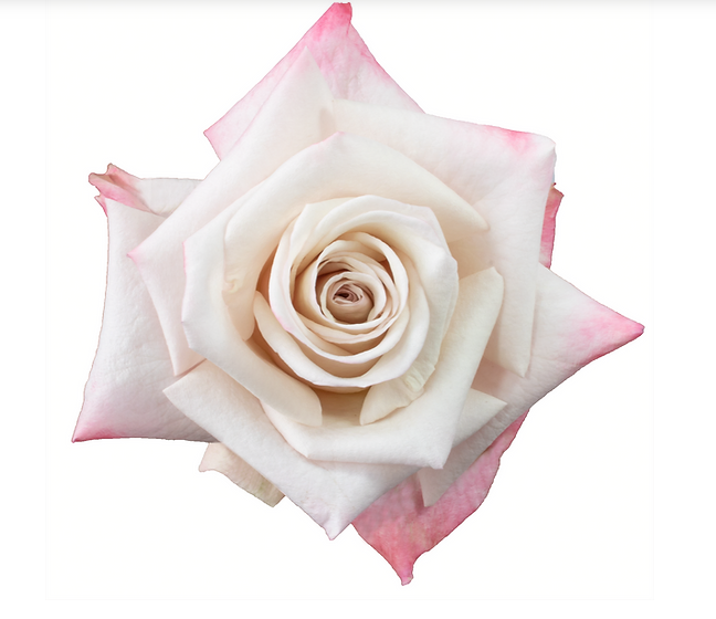 Rose Aly AZAYA GARDENS | M-flowers – flowers wholesale marketplace