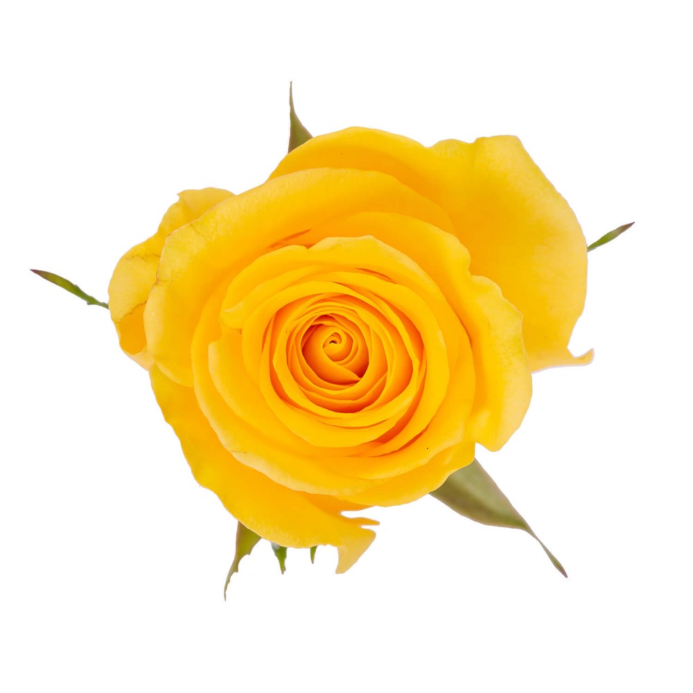 Rose Momentum yellow 40 A1 JOSARFLOR Ecuador buy wholesale on M-Flowers