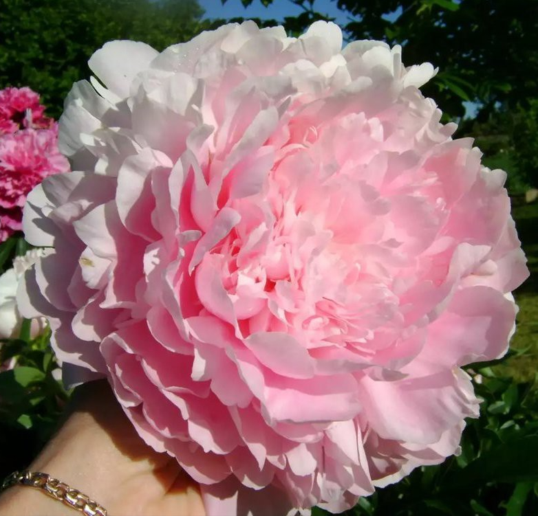 Peonies Dinner Plate 55 A1 Groot & groot NL buy wholesale on M-Flowers