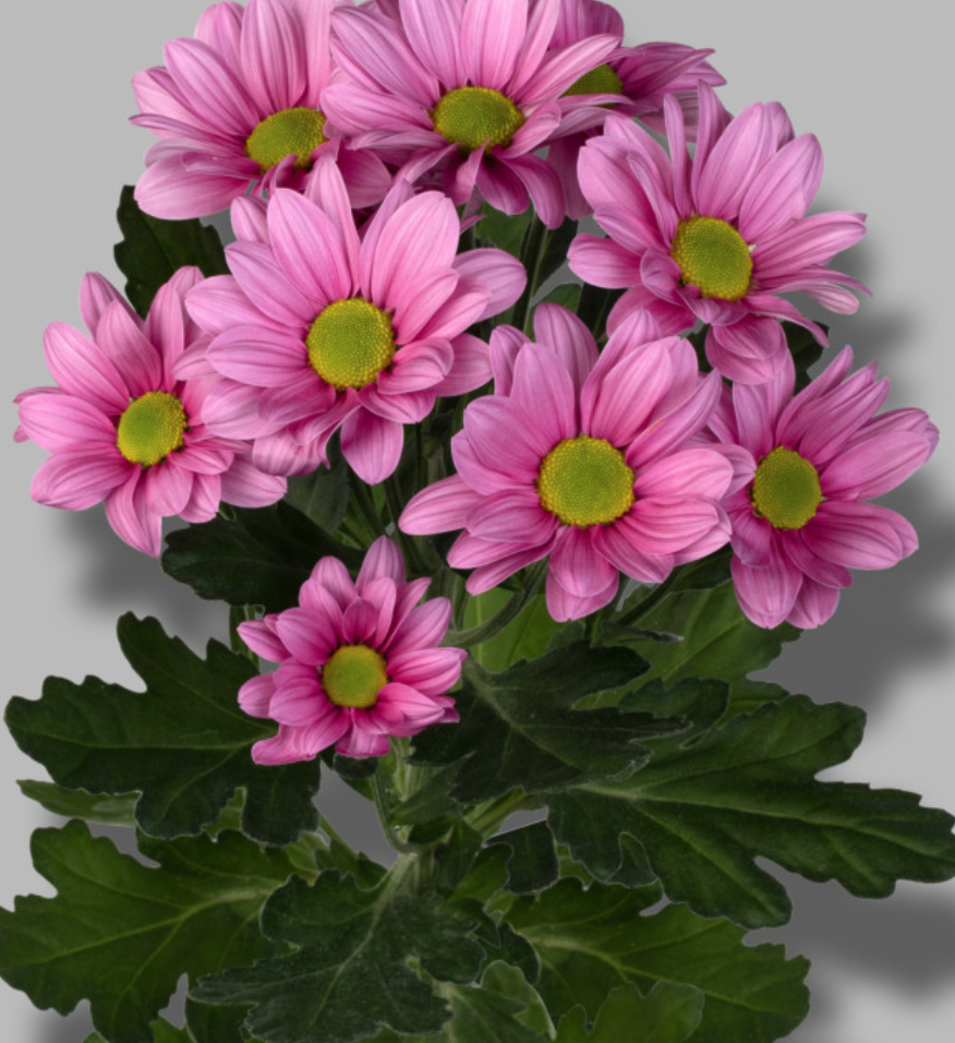 Chr t BALLERINA PINK 70 A1 Zentoo NL buy wholesale on M-Flowers