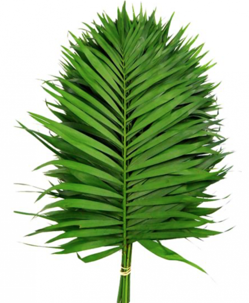 Groen Teepee green 65 A1 Groen Teepee 65 A1 Best Greens NL comprar al por mayor en M-Flowers