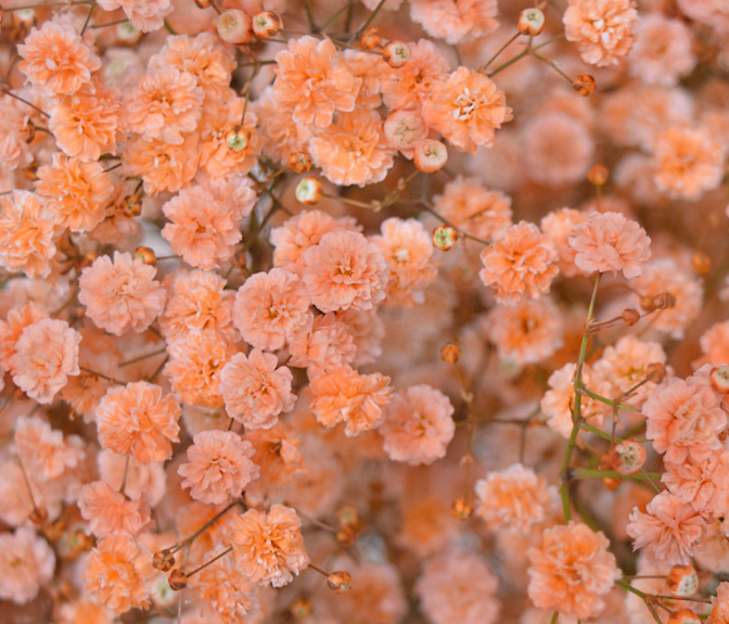 Gypsophila Gypso Painted Apricot orange 80 A1 Avrora Flowers LTD Israel buy wholesale on M-Flowers