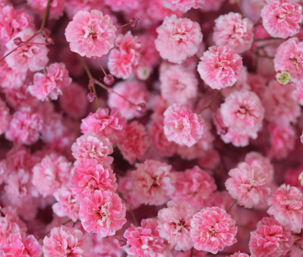 Gypsophila Gypso Painted Light Pink 80 A1 Avrora Flowers LTD IL buy wholesale on M-Flowers