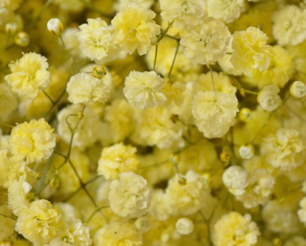 Gypsophila Gypso Painted Yellow 80 A1 Avrora Flowers LTD IL buy wholesale on M-Flowers