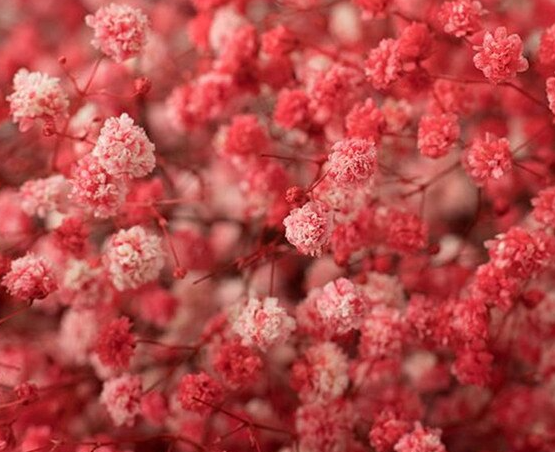 Gypsophila Gypso Painted Red Coral 80 A1 Avrora Flowers LTD IL buy wholesale on M-Flowers