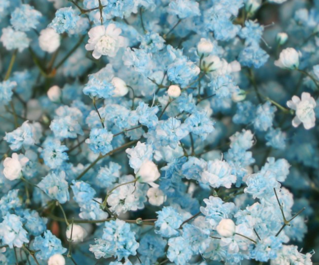 Gypsophila Gypso Painted Light Blue blue 80 A1 Avrora Flowers LTD Israel buy wholesale on M-Flowers