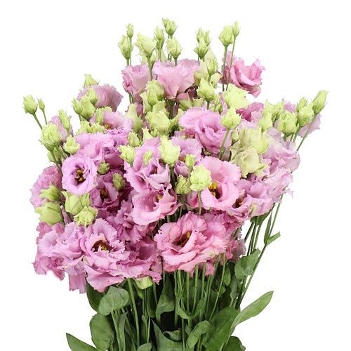 Eustoma Julius Grape pink 72 A1 Eustoma Julius Grape 72 A1 Lugt NL buy wholesale on M-Flowers