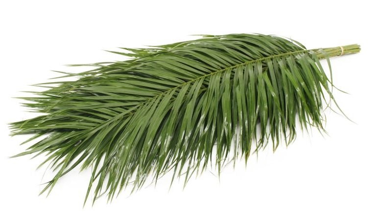 Groen Phoenix Robelini VAC green 80 A1 Best Greens Netherlands buy wholesale on M-Flowers