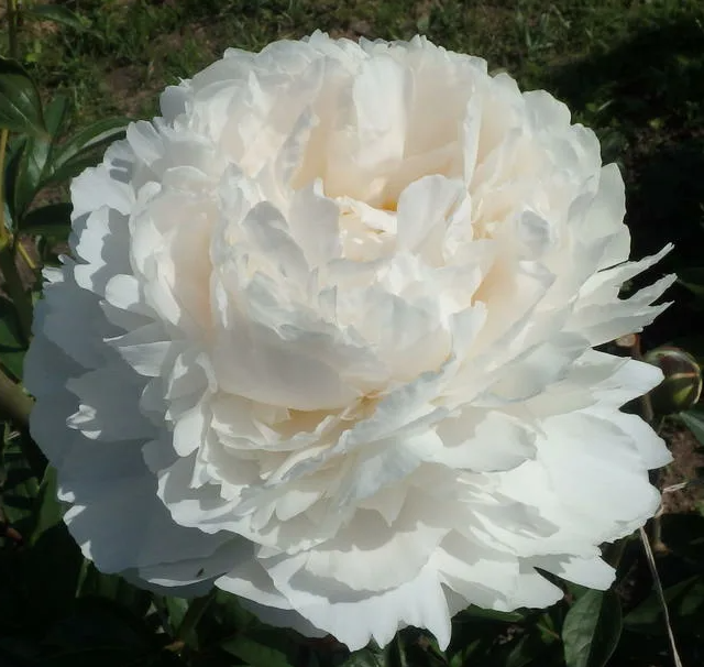 Peonies Brother Chuck 55 A1 Groot & groot NL buy wholesale on M-Flowers