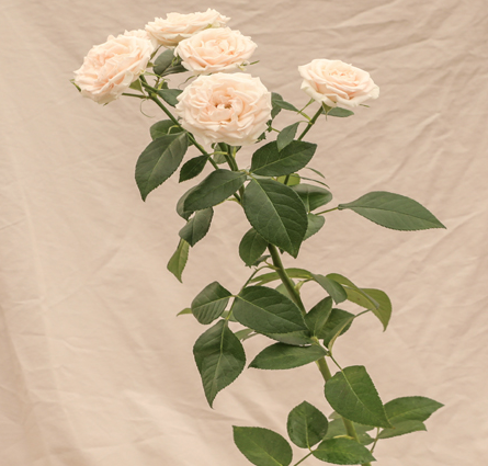 Spray roses Angel skin cream 40 A1 Spray roses Angel skin 40 A1 RED LANDS ROSES LTD KE comprar al por mayor en M-Flowers