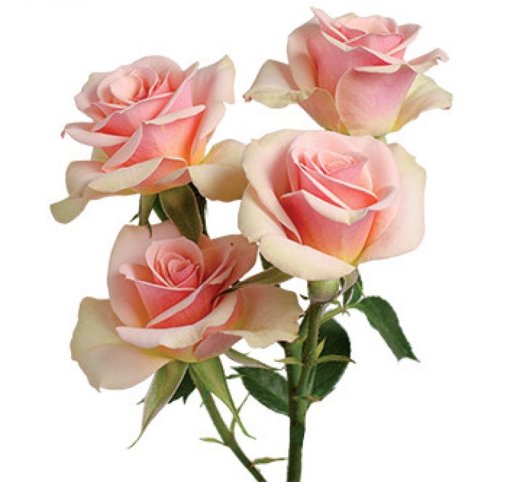 Spray roses Ilse peach 40 A1 Pierroses Ecuador buy wholesale on M-Flowers