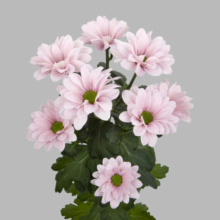 Chr t Babe 70 A1 Zentoo NL buy wholesale on M-Flowers