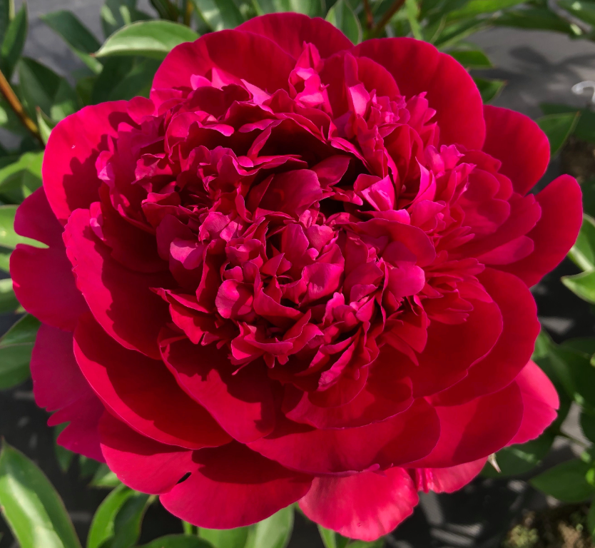 Peonies Paul M. Wild 55 A1 My Peony NL buy wholesale on M-Flowers