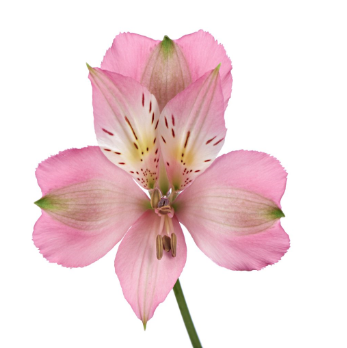 Alstroemeria Perfection Pink 85 A1 Granada CO buy wholesale on M-Flowers