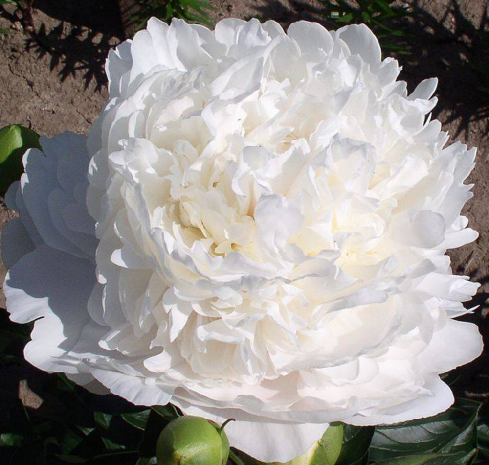 Peonies Moon over Barrington light-pink 55 A1 Peonies Moon over Barrington 55 A1 My Peony NL buy wholesale on M-Flowers