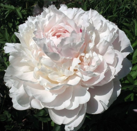 Peonies Nick Shaylor 60 A1 My Peony NL buy wholesale on M-Flowers