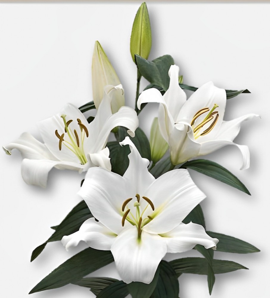 Li Ot Zambesi 4+ white 95 A1 Qualily Netherlands buy wholesale on M-Flowers