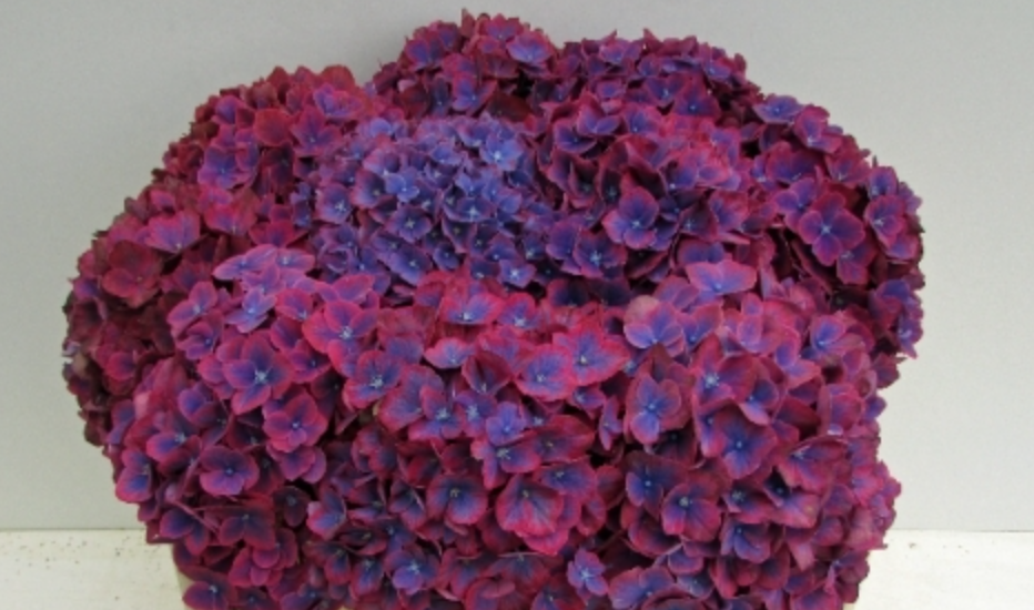 Hydrangea Amber lilac-lavander 50 A1 Hydrangea Amber 50 A1 Pico Bello NL купить оптом на M-Flowers