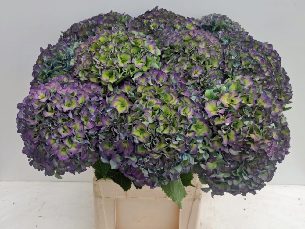 Hydrangea Parade Classic lilac-lavander 80 A1 Hydrangea Parade Classic 80 A1 Pico Bello NL buy wholesale on M-Flowers