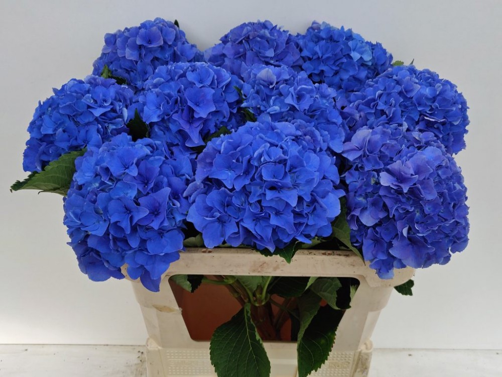 Hydrangea Parade blauw 60 A1 Pico Bello NL купить оптом на M-Flowers