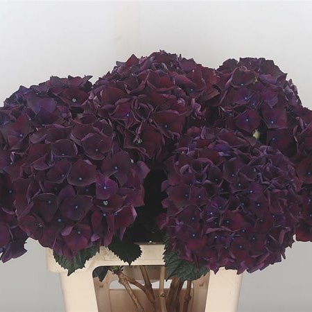 Hydrangea Ruby Red Aubergine purple 60 A1 Hydrangea Ruby Red Aubergine 60 A1 Pico Bello NL buy wholesale on M-Flowers