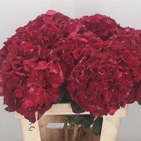 Hydrangea Ruby Red 50 A1 Pico Bello NL comprar al por mayor en M-Flowers