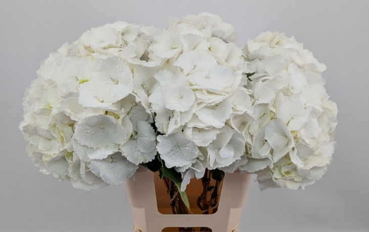 Hydrangea Schneeball 80 A1 Pico Bello NL comprar al por mayor en M-Flowers