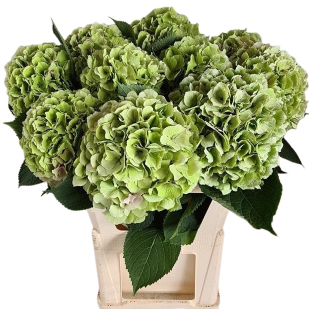 Hydrangea Verena Classic green 60 A1 Hydrangea Verena Classic 60 A1 Pico Bello NL buy wholesale on M-Flowers