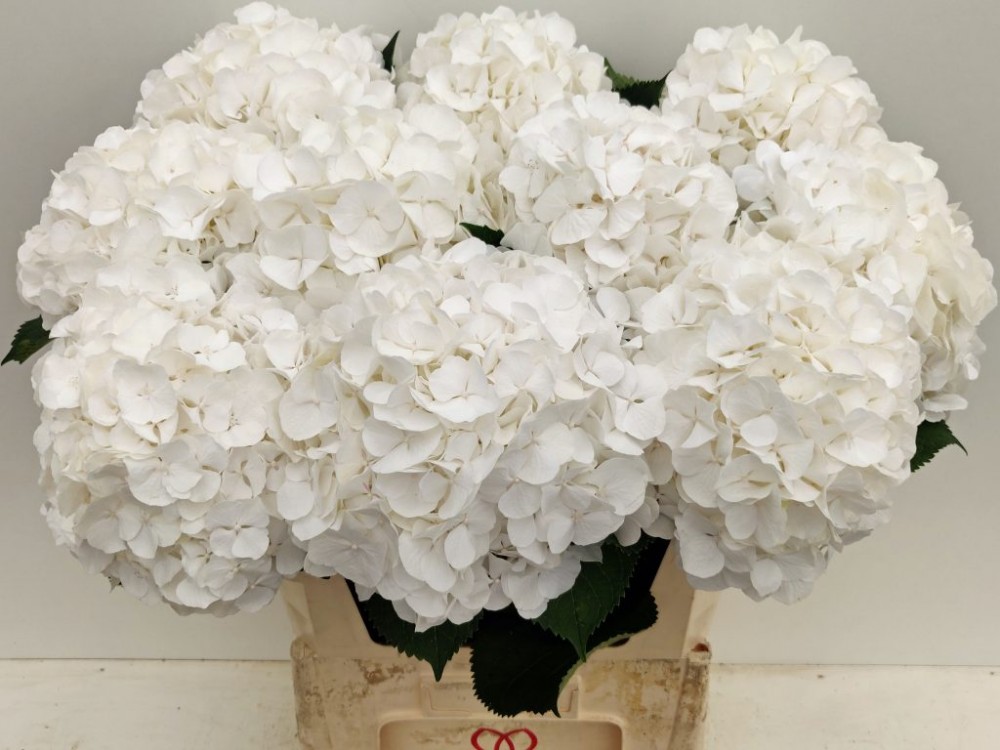 Hydrangea Verena (white) 80 A1 Pico Bello NL buy wholesale on M-Flowers