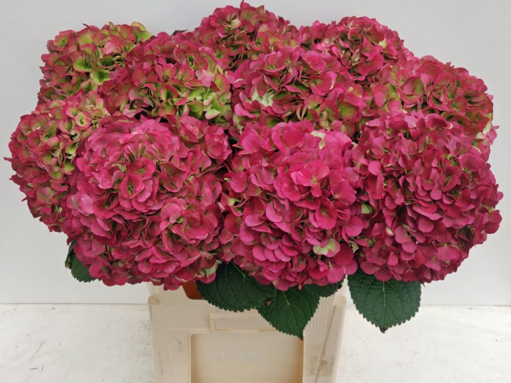 Hydrangea Vienna (classic) 60 A1 Pico Bello NL buy wholesale on M-Flowers