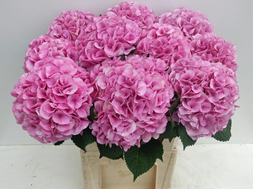 Hydrangea Vienna pink 60 A1 Hydrangea Vienna 60 A1 Pico Bello NL buy wholesale on M-Flowers