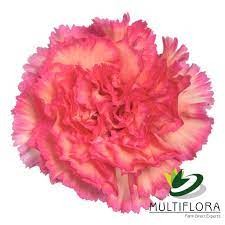 Carnation jelly 70 A1 KM FLOWERS EC buy wholesale on M-Flowers