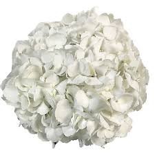 Hydrangea white jumbo 60 A1 American Flowers S.A.S. CO buy wholesale on M-Flowers